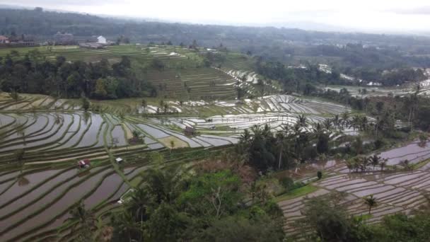 Vista Aérea Jatiluwih Rice Terrace Bali Indonesia Patrimonio Cultural Unesco — Vídeos de Stock