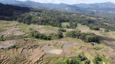 Tana Toraja, Güney Sulawesi, Endonezya 'daki Yeşil Pirinç Tarlalarının Hava Dronu