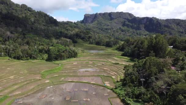 Εναέρια Drone Beautiful Green Rice Field Terraces Tana Toraja South — Αρχείο Βίντεο