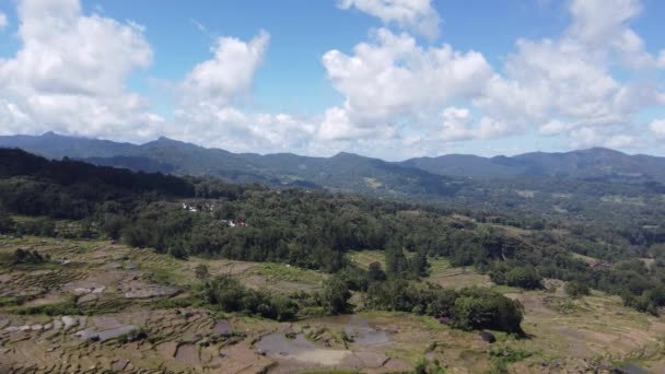 Aerial Drone Beautiful Green Rice Field Terrazas Tana Toraja Sulawesi — Vídeos de Stock