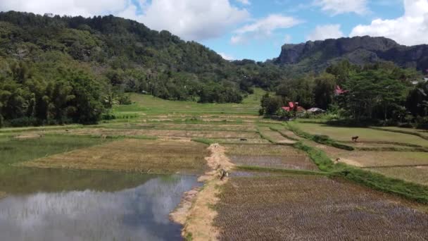 Aerial Drone Beautiful Green Rice Field Terrazas Tana Toraja Sulawesi — Vídeos de Stock