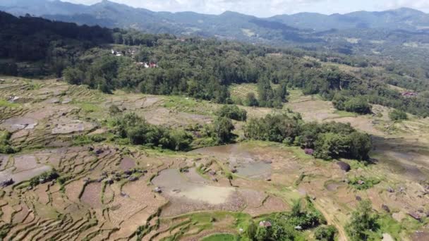 Luchtdrone Van Beautiful Green Rice Field Terraces Tana Toraja Zuid — Stockvideo