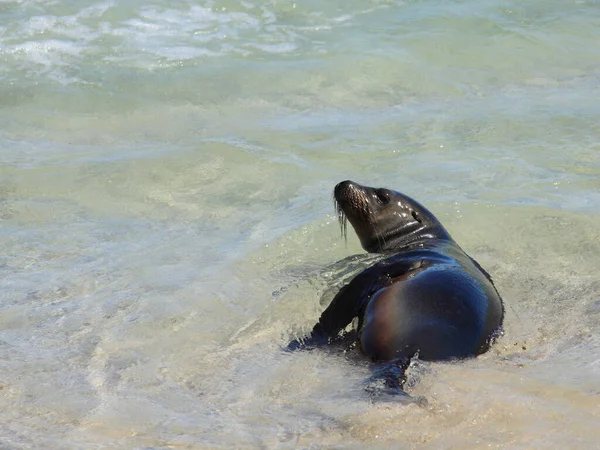 Sea Lions Playa Mann San Cristobal Galapagos 2013 — Stock Photo, Image