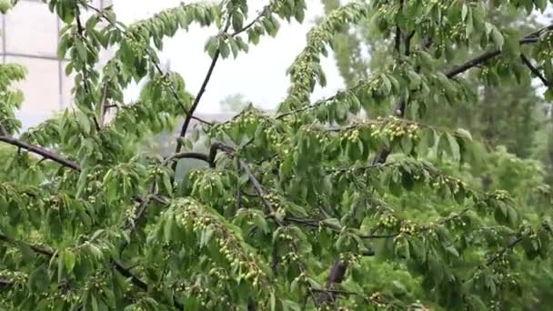 Vista da janela na árvore, tempo ventoso chuvoso — Vídeo de Stock