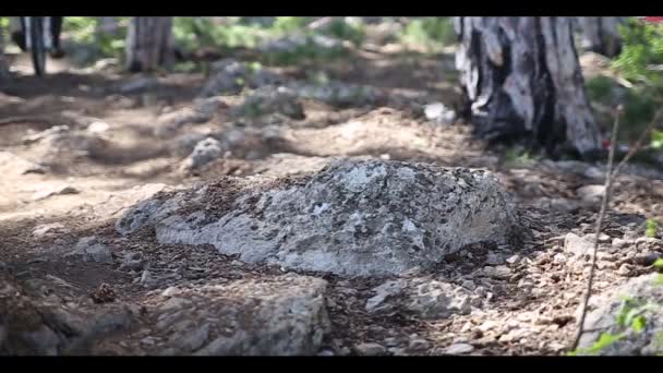 Radabfahrtswettbewerb in der Nähe von Jalta auf dem Berg ai-Petri — Stockvideo