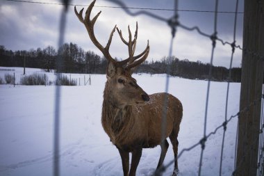 geyik uzaklara bakar.