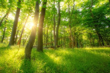 Summer Forest with sun in harz mountains
