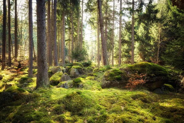 Mixed Forest Large Rocks Harz National Park — Fotografia de Stock