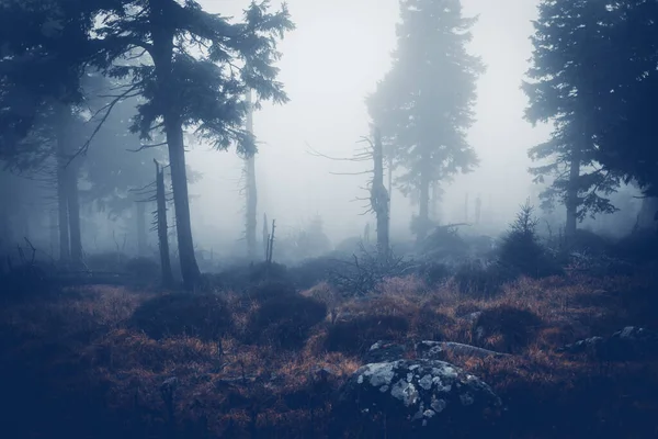 木々や霧が立ち並ぶ美しい霧の風景 — ストック写真