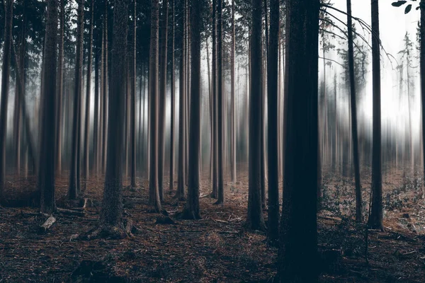 Árvores Floresta Nevoeiro Névoa Manhã — Fotografia de Stock