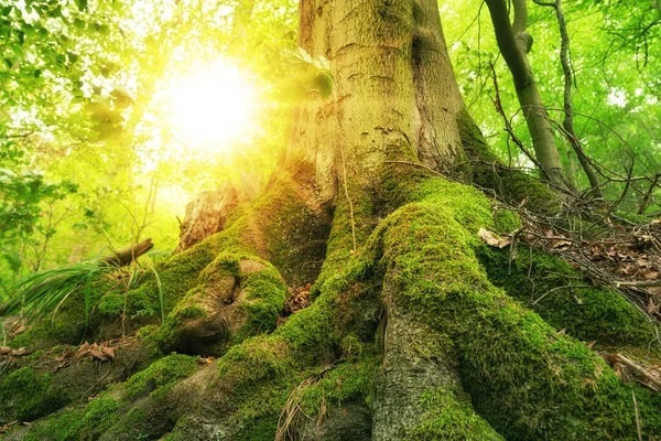 Гигантское Дерево Большими Корнями Солнцем Лесу — стоковое фото