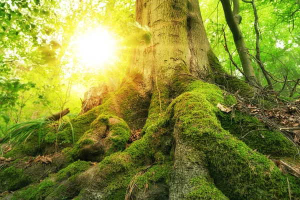 Ormanda büyük kökleri ve güneş ışığı olan dev bir ağaç.