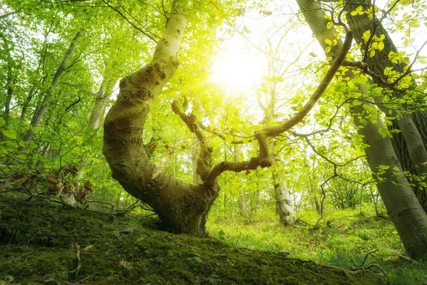 Ярко Зеленый Смешанный Лес Горах Гарц Солнцем Старым Деревом — стоковое фото