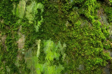 Yosun kaplı taş, yakın görüş