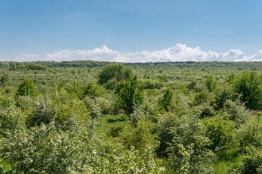 Hainich Ulusal Parkı Doğa Manzarası