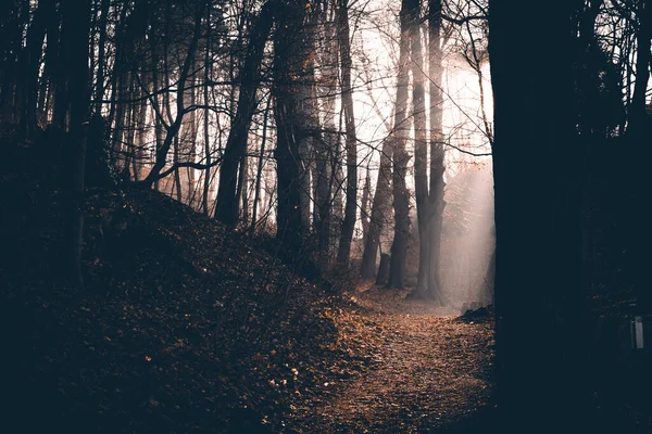 Bellissimo Paesaggio Nella Foresta — Foto Stock