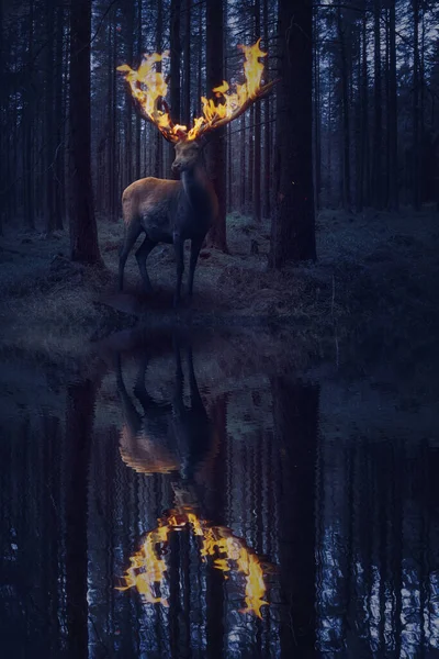 Cerfs Avec Bois Feu Dans Forêt Sombre — Photo