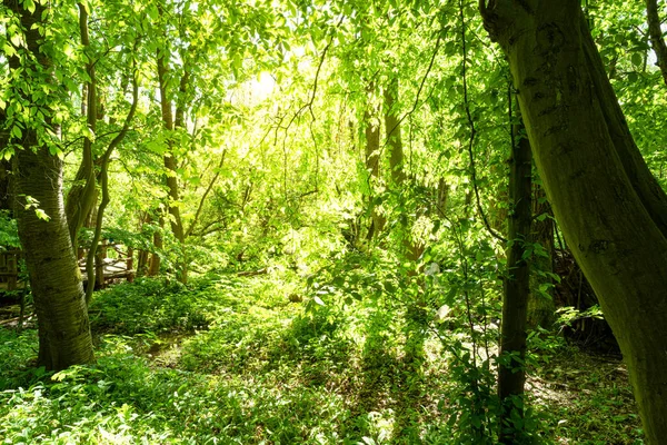 Forêt Verte Arbres Été Nature Lumière Soleil Ombres — Photo