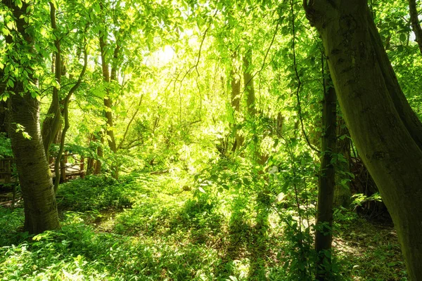 Printemps Dans Parc National Hainich Sentier Pédestre Serpente Travers Forêt — Photo