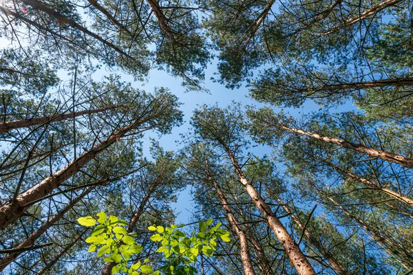 Красивий Вид Ліс Блакитне Небо — стокове фото