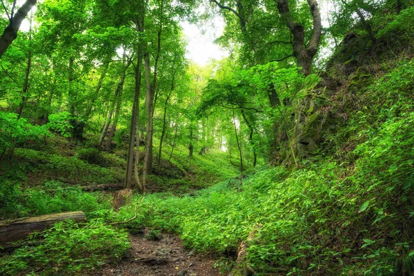 Oásis Verde Floresta — Fotografia de Stock