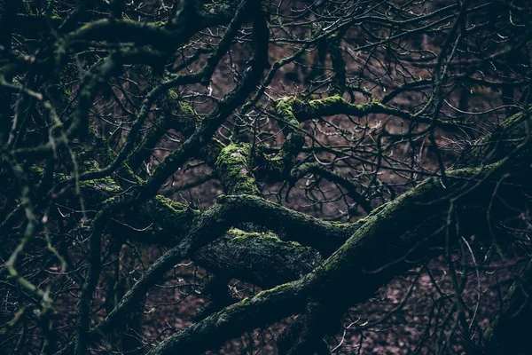 Wald Den Bergen — Stockfoto