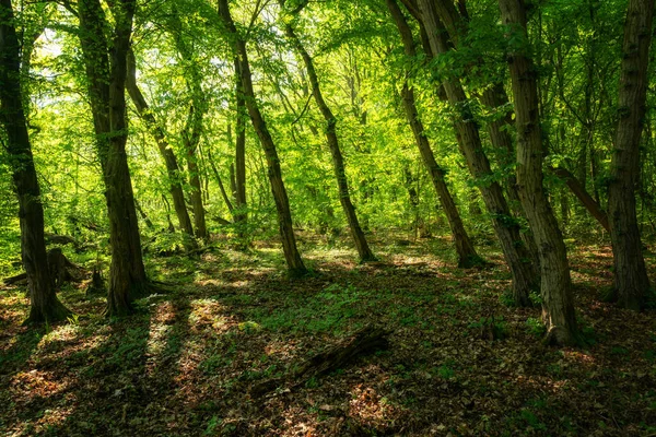 Hainich Ulusal Parkı Doğa Manzarası