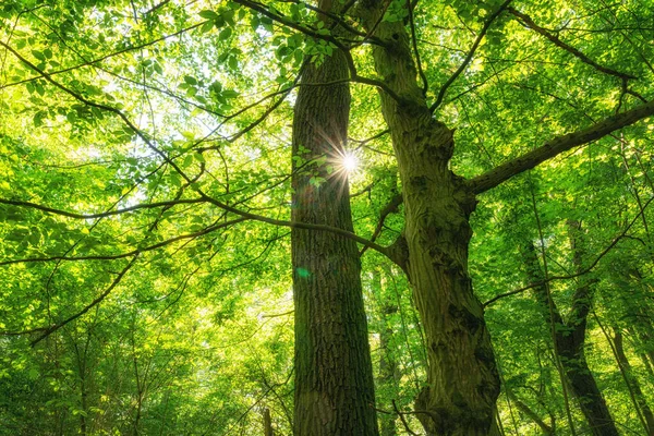 Hainich Nemzeti Park Természet Festői Kilátás — Stock Fotó