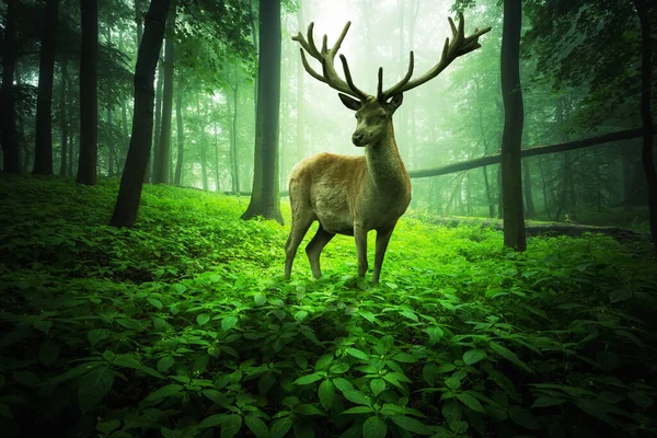Ciervo Rojo Ciervo Exuberante Bosque Cuento Hadas Verde — Foto de Stock