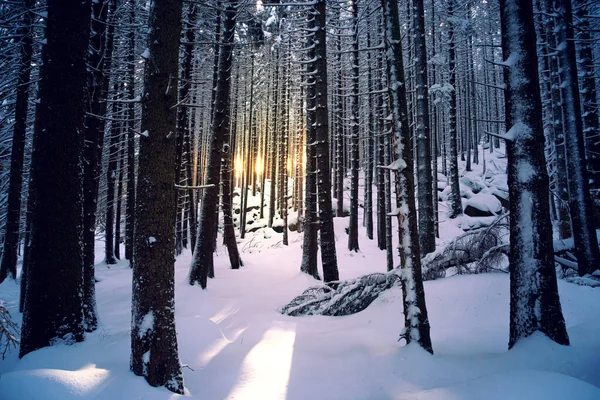 Vacker Vinterskog Med Snö Naturbakgrund — Stockfoto
