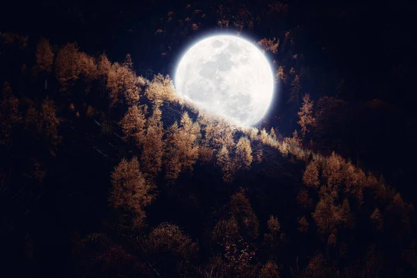 Lua Noturna Árvores Floresta Noite — Fotografia de Stock