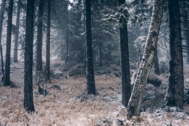 Kışın çam ormanı. Doğa arkaplanı