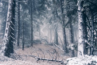 Ağaçlar kış manzarası kar ile kaplı. Doğa arka plan