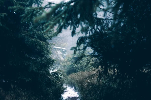 Bella Foresta Invernale Sfondo Della Natura — Foto Stock