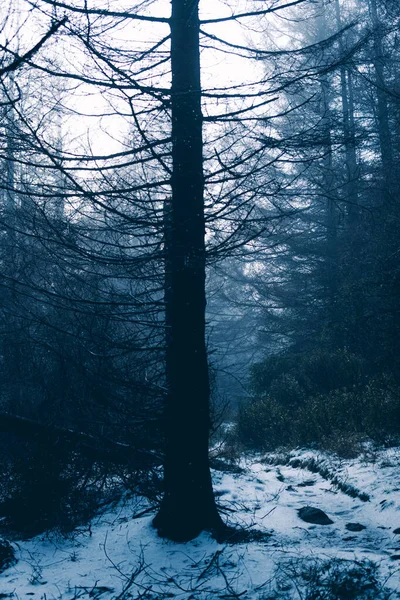 Prachtig Winterlandschap Met Sneeuw Natuur Achtergrond — Stockfoto