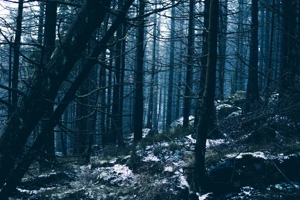 Winterlandschap Met Bomen Sneeuw Natuur Achtergrond — Stockfoto