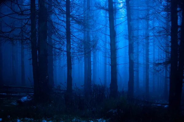 Forêt Sombre Dans Brouillard Contexte Naturel — Photo