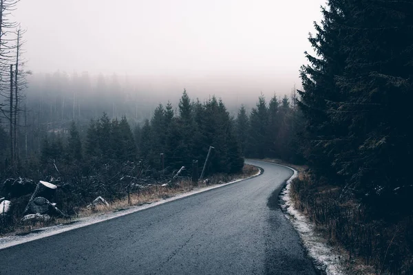 Ormandaki boş yol. Doğa arkaplanı