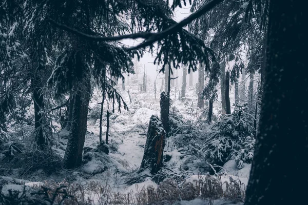 Karanlık donmuş sisli orman