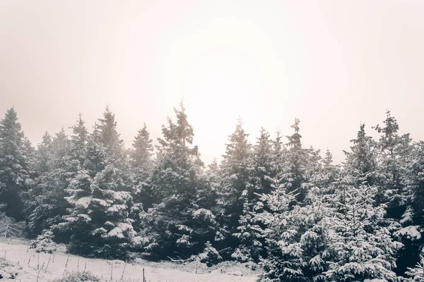 Nascer Sol Nevoeiro Floresta Neve Inverno Harz Montanhas — Fotografia de Stock