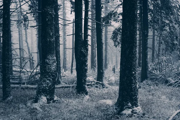Sacco Legna Morta Nella Fredda Foresta Innevata Harz Paesi Bassi — Foto Stock