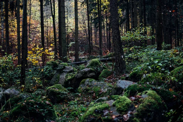 Spar Bomen Sieren Het Bergbos Het Harz National Park — Stockfoto