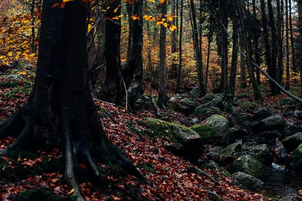 Bellissimo Paesaggio Autunnale Con Alberi Foresta — Foto Stock