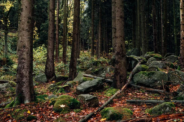 Vacker Höstskog Med Träd Och Löv — Stockfoto