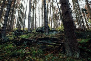 Ağaçlar ve yosunlarla dolu güzel bir sonbahar ormanı