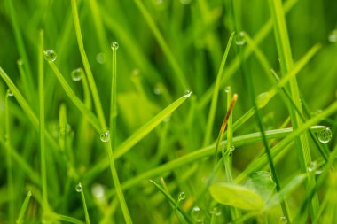 Çiy damlalı yeşil çimenler, yakın görüş