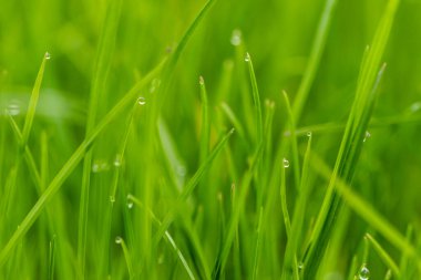 yeşil çimen arkaplan, kapat.