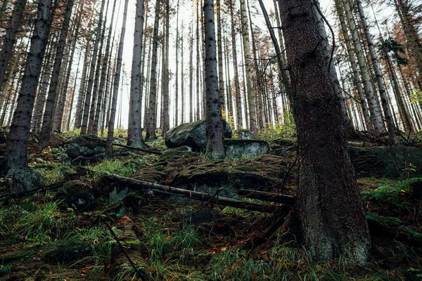 Красивый Осенний Лес Деревьями Мхом — стоковое фото