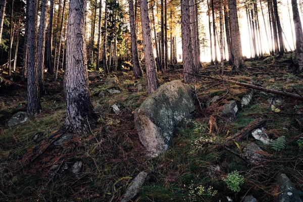 Bos Stenen Herfst Bergen Natuur Achtergrond — Stockfoto