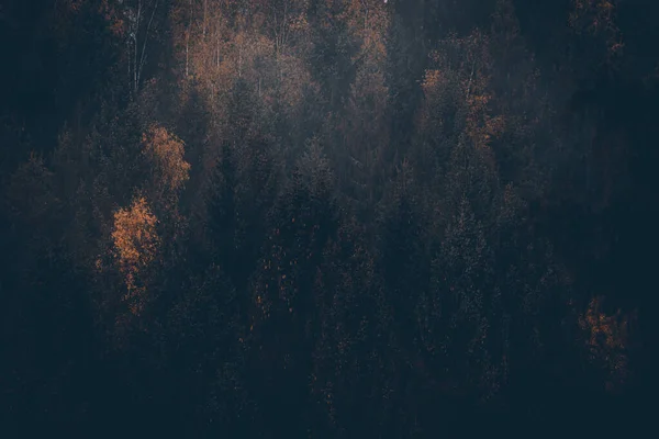 Mooie Bomen Het Bos Natuur Achtergrond — Stockfoto